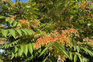 Pajasan je tak nebezpečný, že povolení ke kácení u něj nepotřebujete